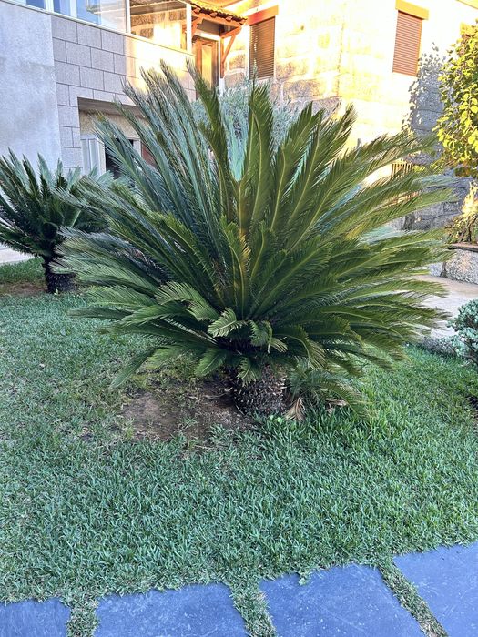 Palmeira Cyca Revoluta