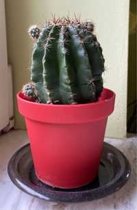 Kaktus w doniczce