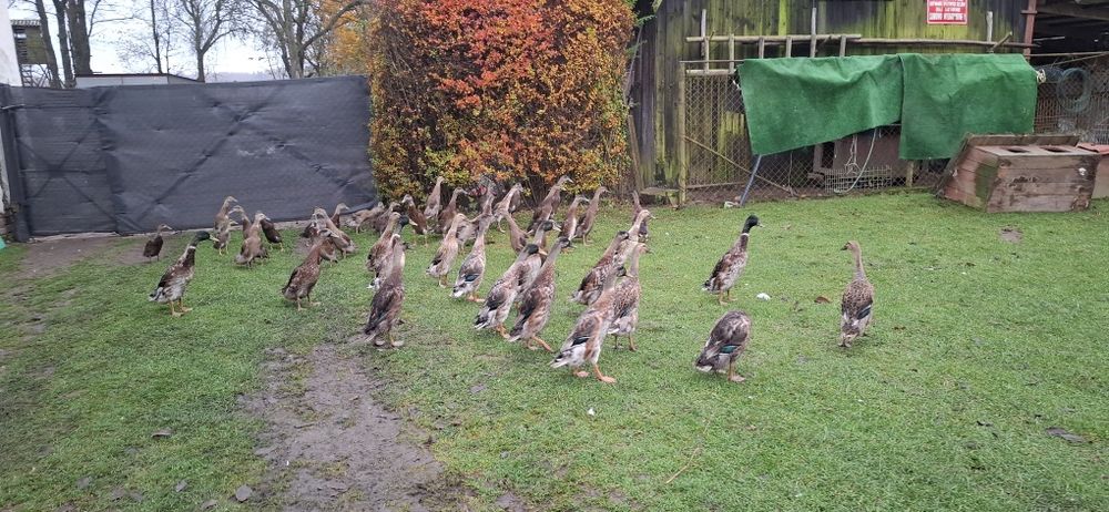 Kaczki biegus indyjski