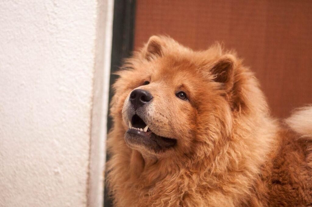 Chow chow um peluche