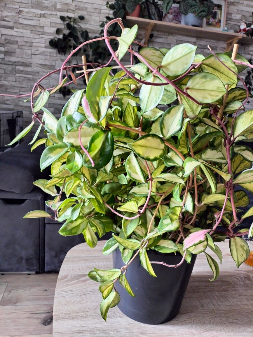 Hoya carnosa tricolor