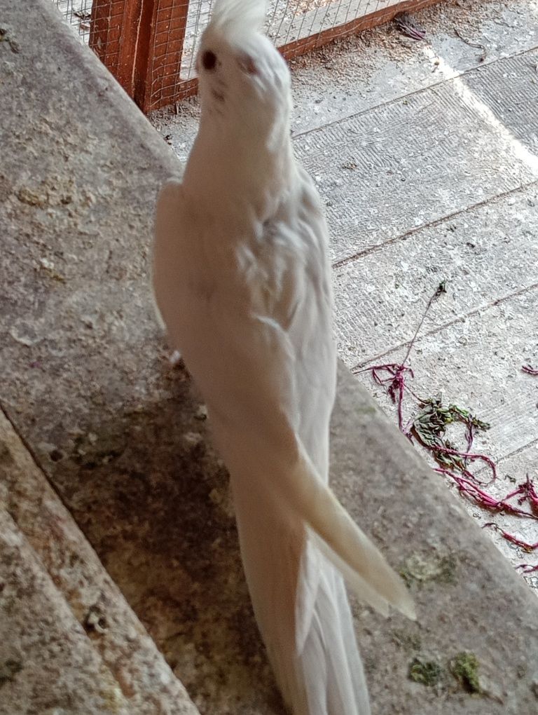 Papugi Nimfy  faliste