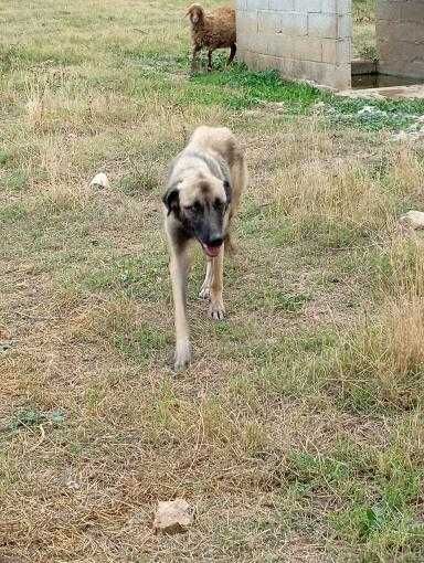 Cadelinha muito meiga para adoção