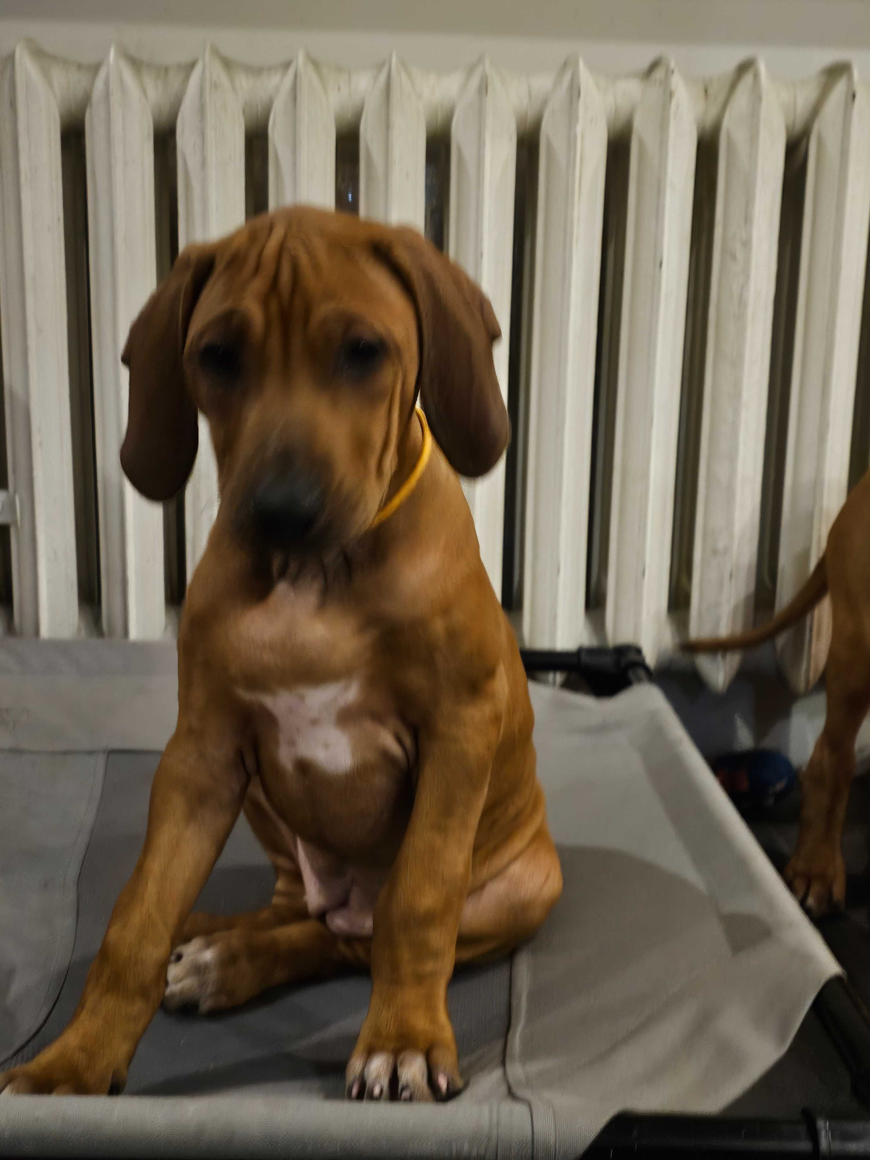 Rhodesian Ridgeback