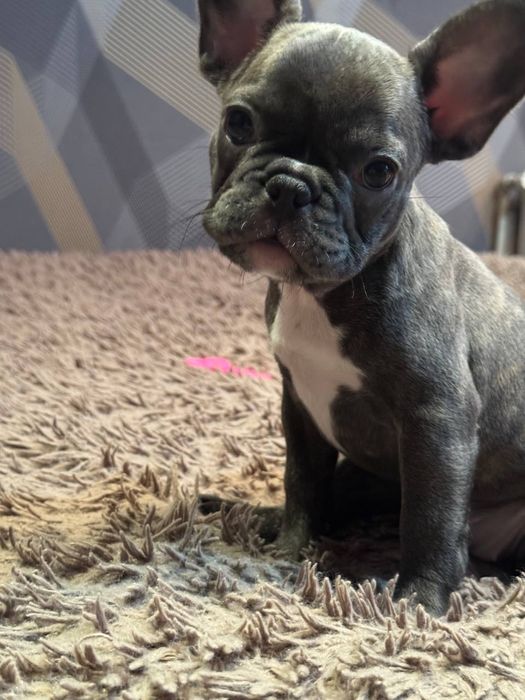 французький бульдог цуценята