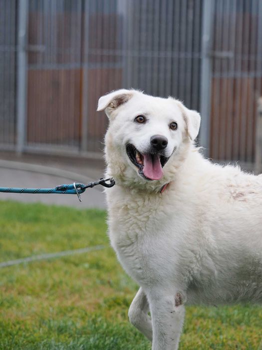 Liza – puszysta biała chmurka o kasztanowych oczach szuka domu