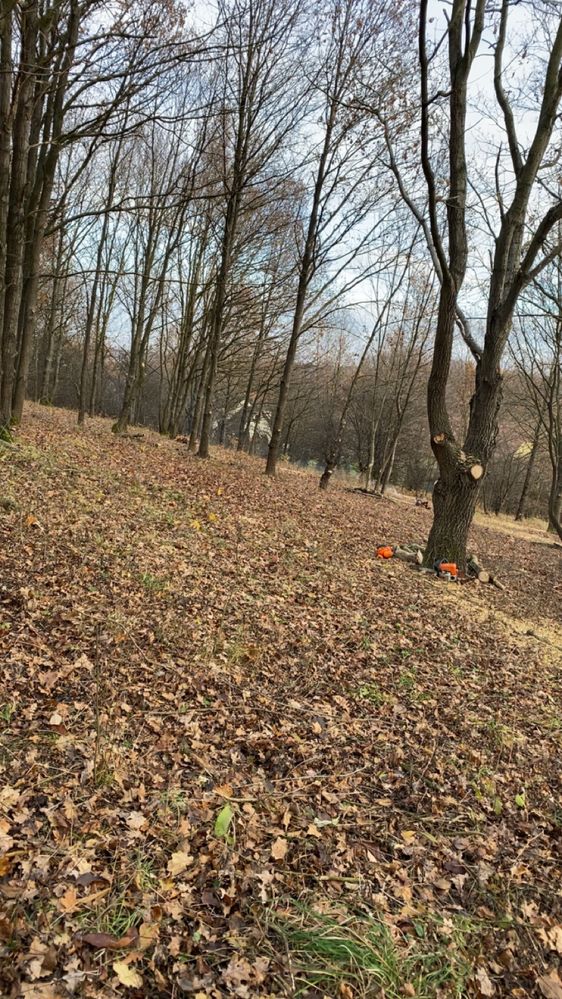 Wycinka drzew skomplikowanych, przycinanie, zrębkowanie, frezowanie