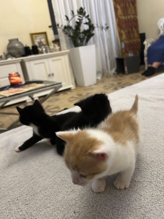 Oddam 3 kotki na kobiec listopada