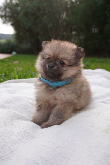 Spitz alemão ursinho