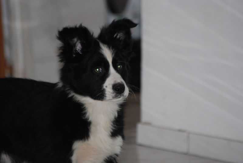 Pies  Border Collie czarno-biała