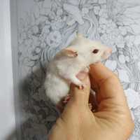 Стандарт крыски белые черные Дамбо крысята доставка крыса домашняя