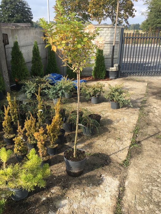 Hortensja na pniu Hydrangea paniculata „Limelight” PBR