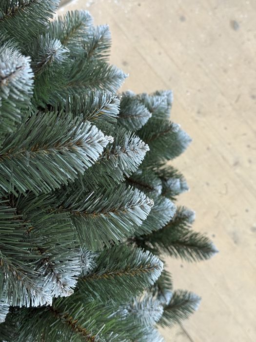 Ялинка карпатська