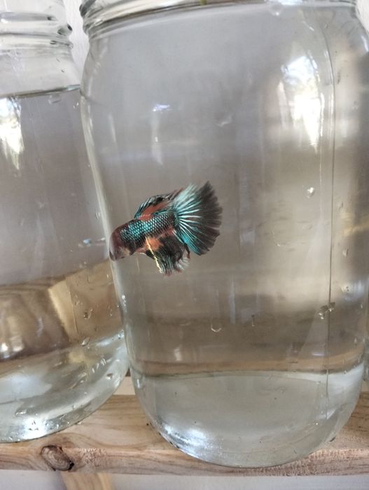 Bettas  Macho – Várias Cores e Padrões