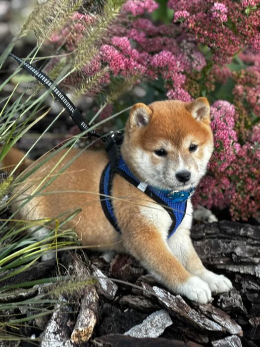 Shiba Inu  SAYURI