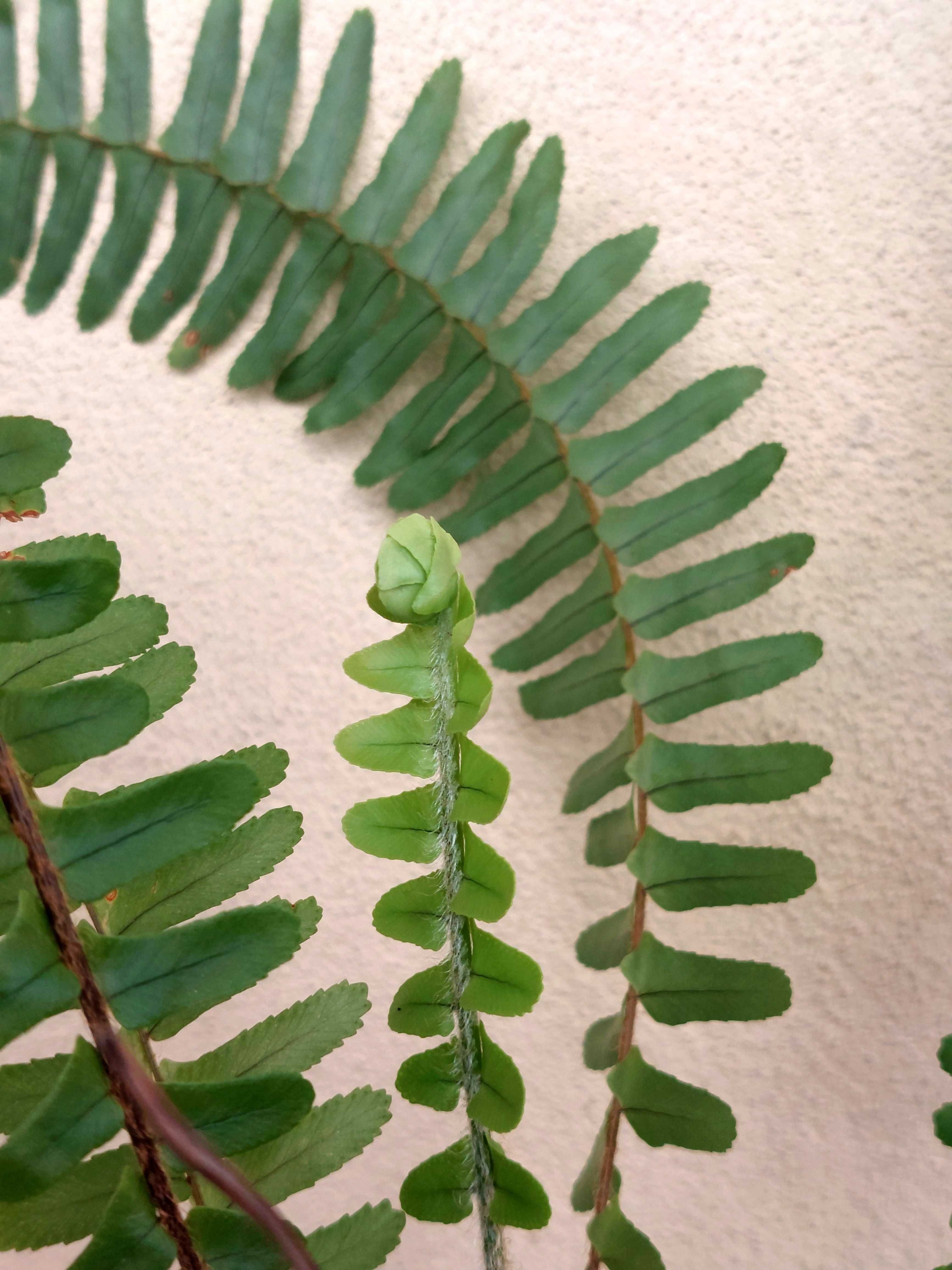 Planta feto- interior/exterior