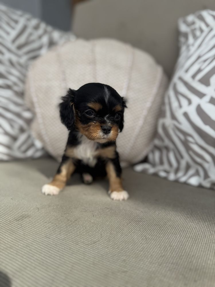 Suczka cavalier king charles spaniel gotowa do obioru