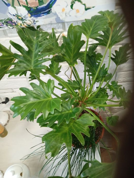 Продаж кімнатних рослин