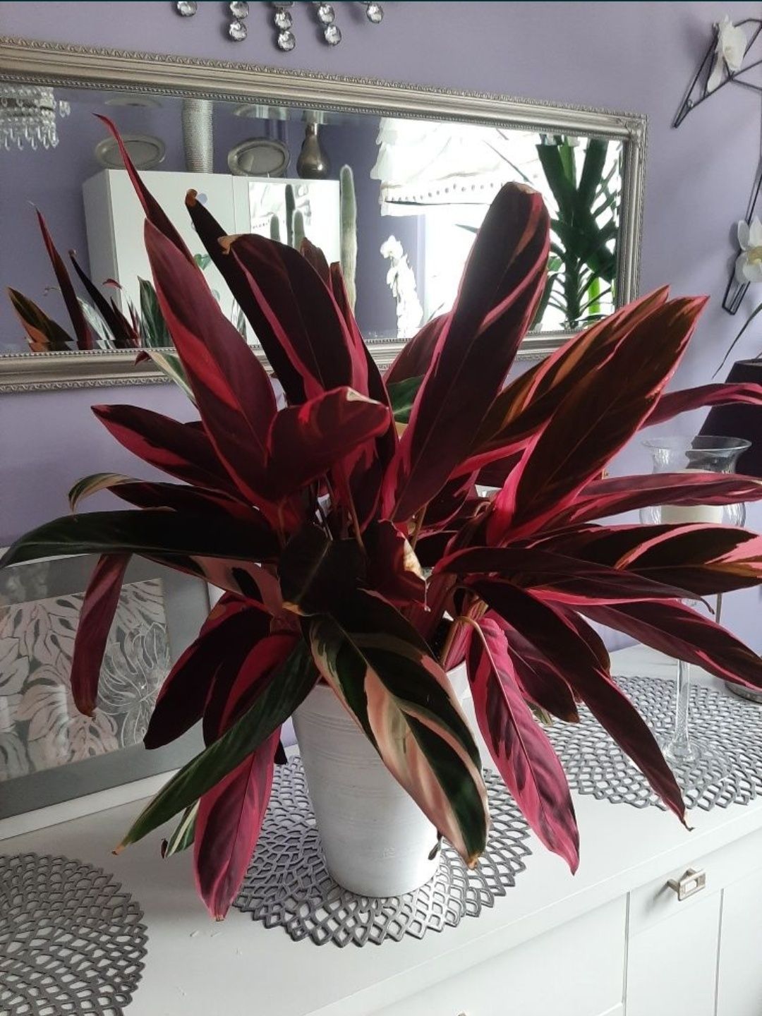 Sprzedam Calathea o wysokości 50cm