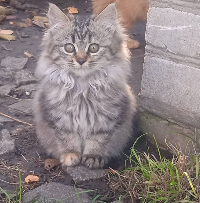 Котенята в пошуку сім'ї