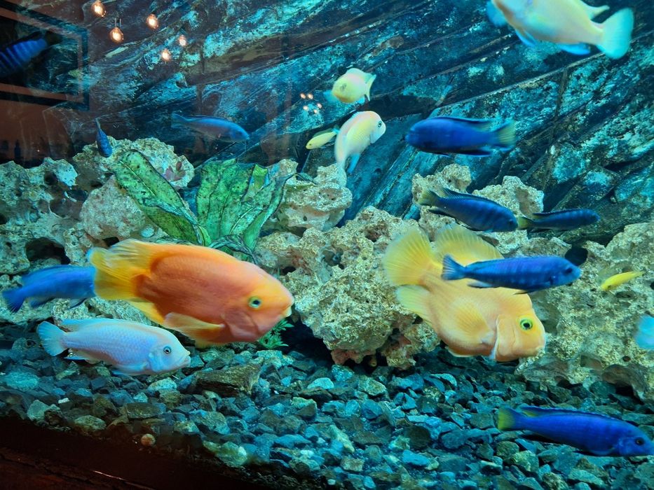 Pyszczaki stado ponad 100 szt zamiana napaletki