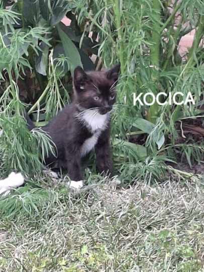 Oddam koty kotki w dobre ręce 2 koty 2 kocice