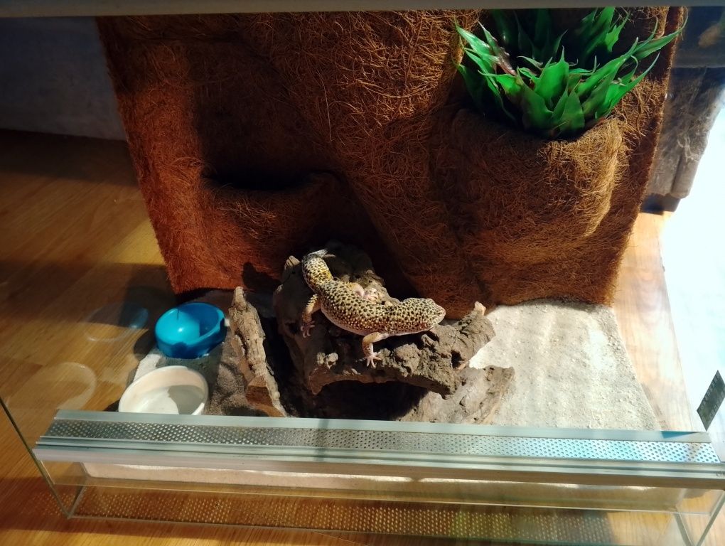 Gekon lamparci classic samiec + terrarium 50x30x40cm z wyposażeniem