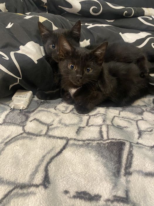 Oddam 3 kotki w dobre rece