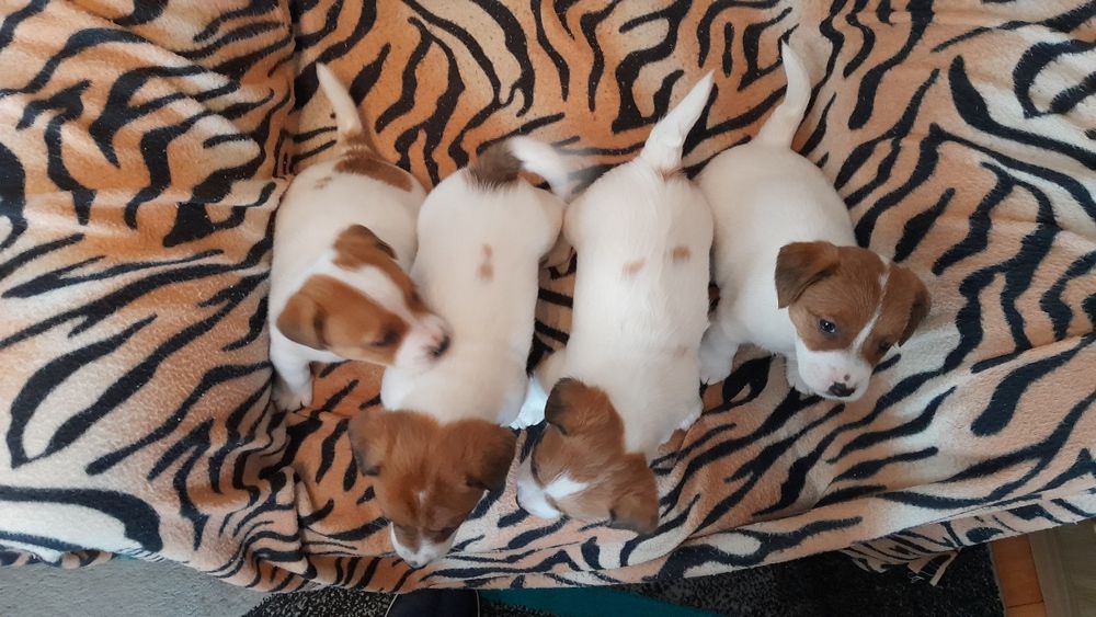 Jack Russell terrier suczka