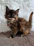 Maine Coon,  rodowód FPL, uprawnienia hodowlane, kotka