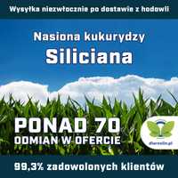 Kukurydza Siliciana F1, opak. 80 tys.n. | dlaroslin.pl