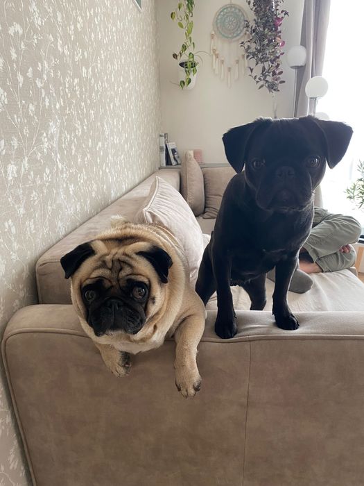 Domowa opieka dla psów małych i średnich ras