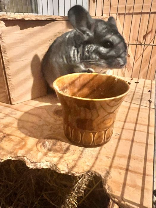 Szynszyla z klatką i wyposażeniem