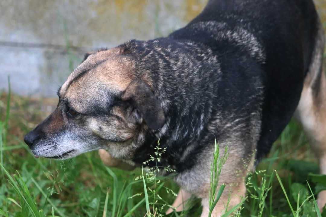 SZAMA czeka na domek
