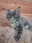 Kocur Maine coon z rodowodem