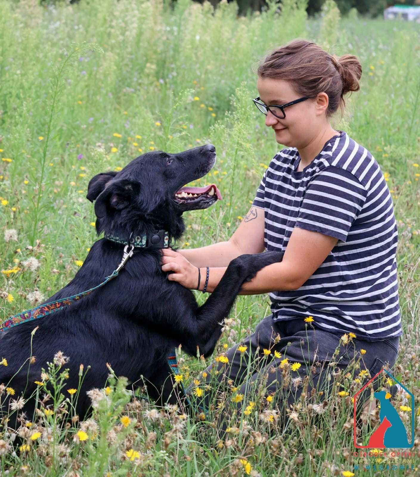 PIĘKNY, KOCHANY, duży psiak - pełen miłości i radości życia - adoptuj