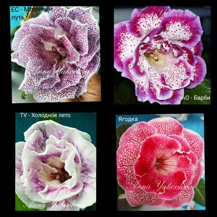 Глоксинии сортовые, клубни