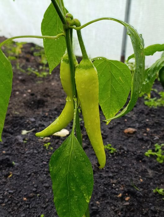 Nasiona papryki pepperoncino, peperoni