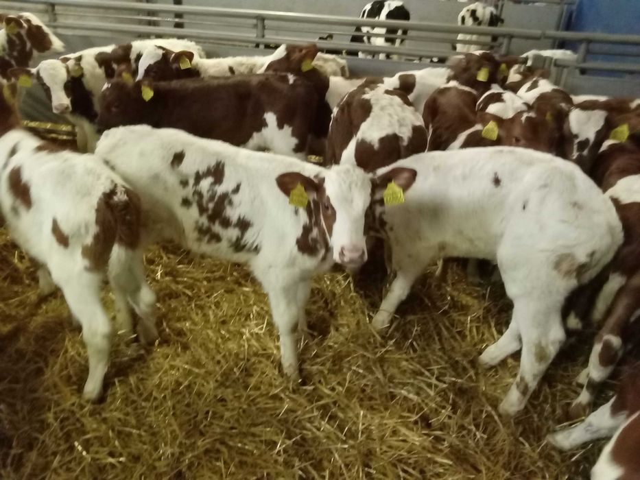 Cielęta, cielaki, byczki oraz jałówki mięsne, MM,MS,HF transport