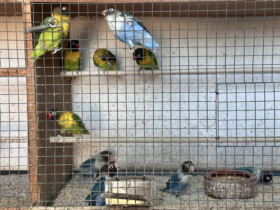 Agapornis Personatas para cedencia