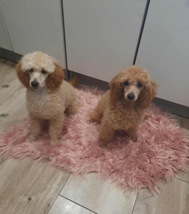 Pudel apricot suczka miniatura