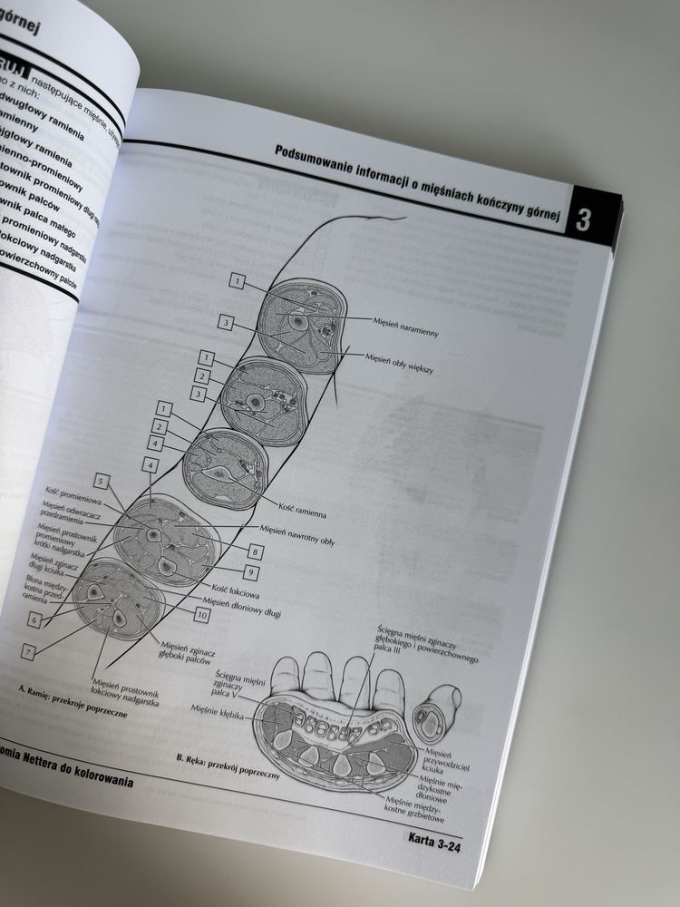 Atlas anatomiczny Nettera do kolorowania