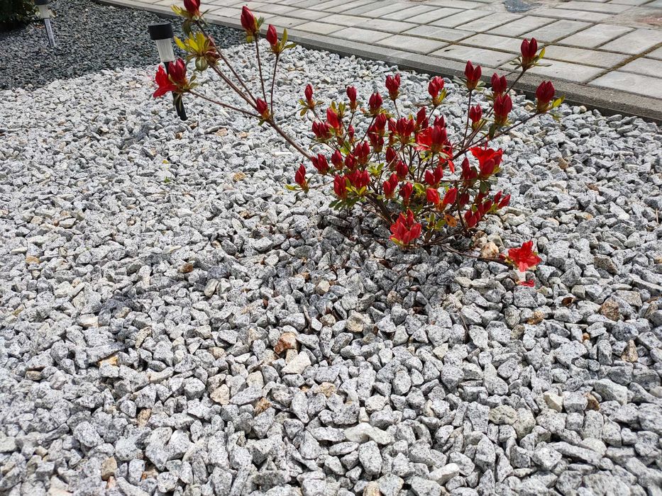 Grys Granitowy tzw. dalmatyńczyk 8-16, 16-22. Kamień dekoracyjny Farys