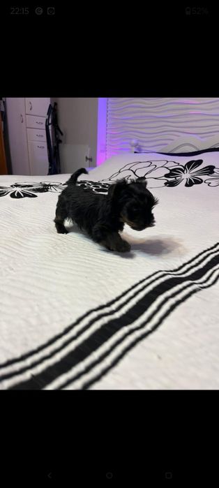 York terrier Simba piesek drobniutki