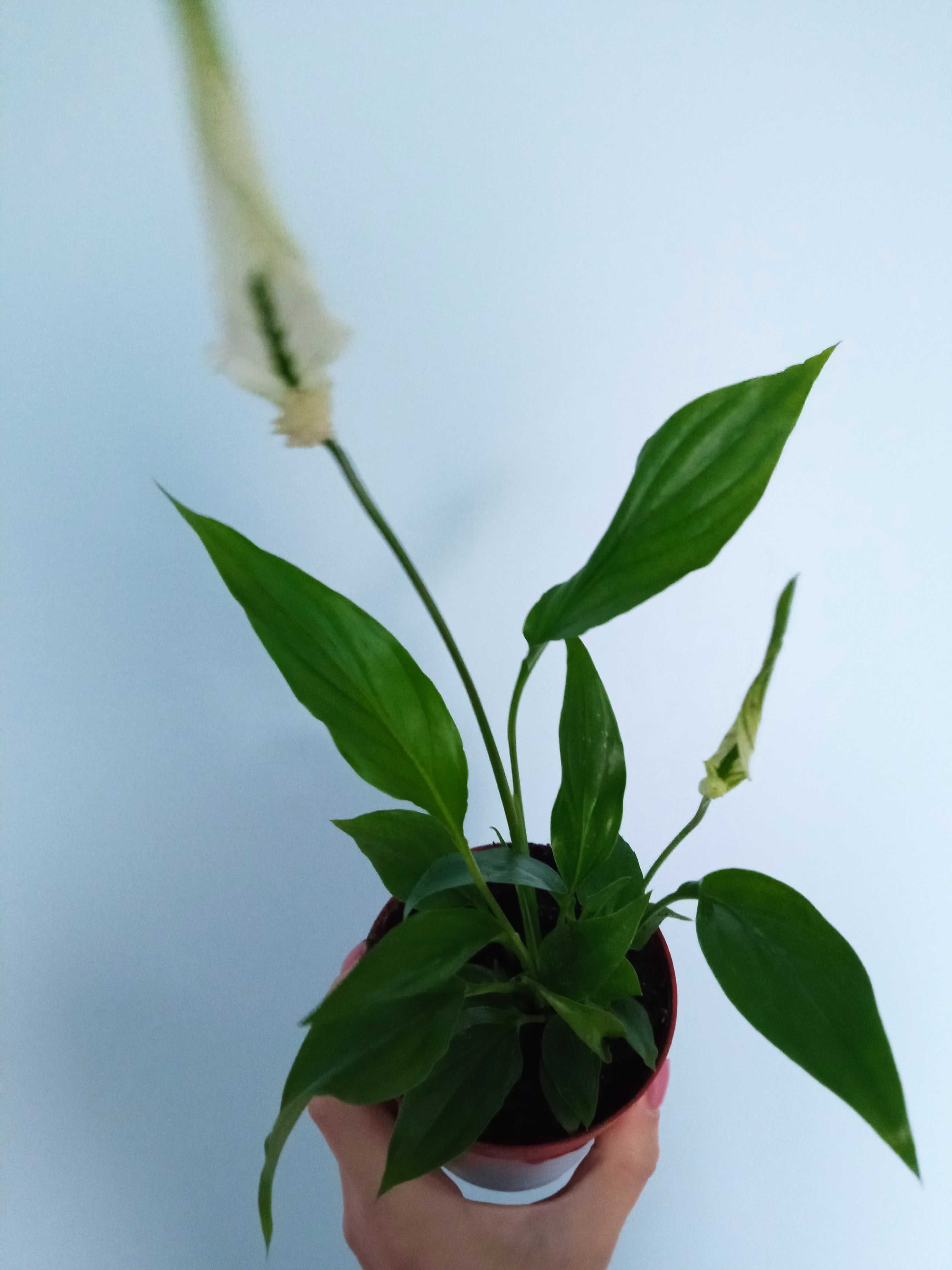 Roślina kolekcjonerska Spathiphyllum Chopin skrzydłokwiat