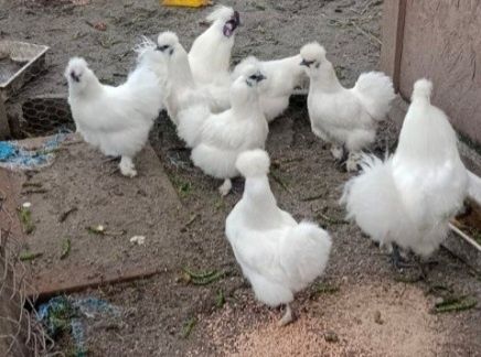 Jajka lęgowe od silek