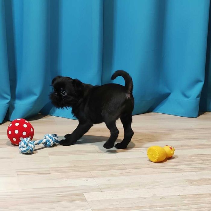 Mały skarb — szczeniak belgijskiego gryfonika pełen miłości i uroku