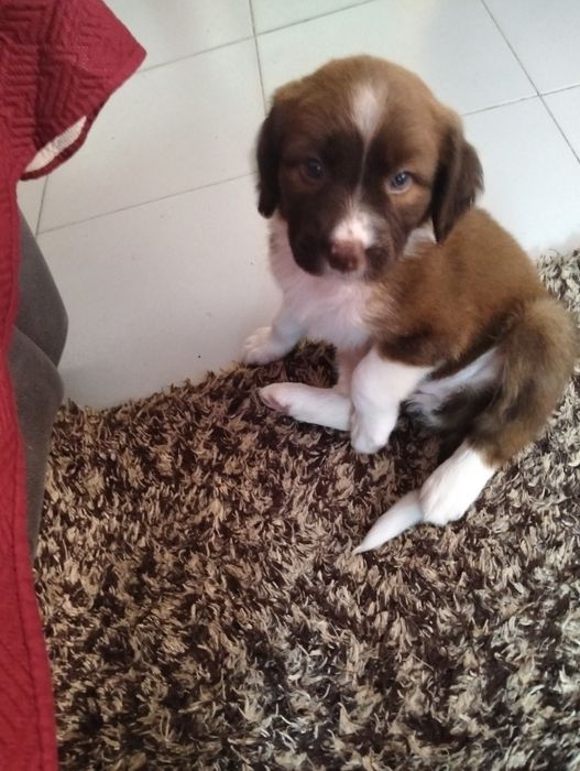 Bouvier Bernois com Border Collie disponível