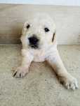 Golden Retrievier