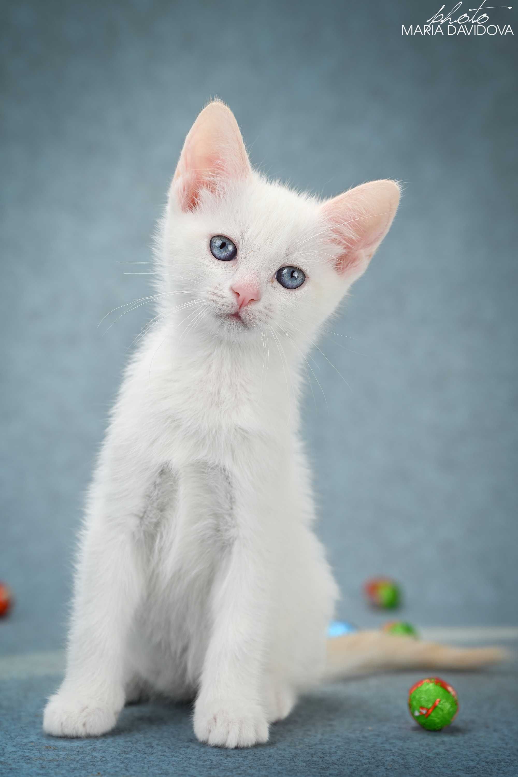 Котенок голубоглазый мльчик манчкин лонг ( длинные лапки)